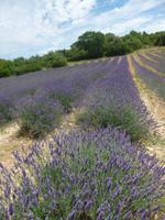 Lavendelfeld