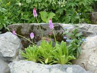 Rochers de Naye - Alpengarten