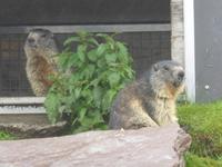 Rochers de Naye - Murmeltierparadies
