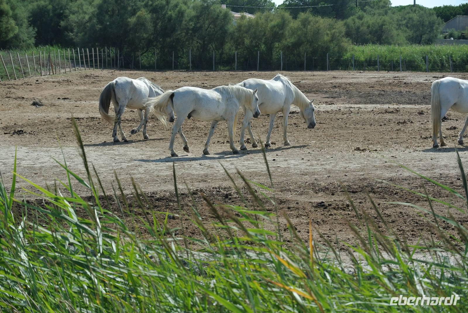 Camargue Pferde