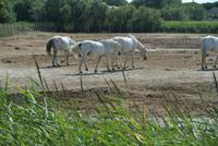 Camargue Pferde