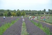 Lavendelfeld bei St.-Paul-Trois-Chateaux 