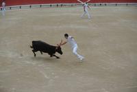 Stierkampf in der Arena von Arles