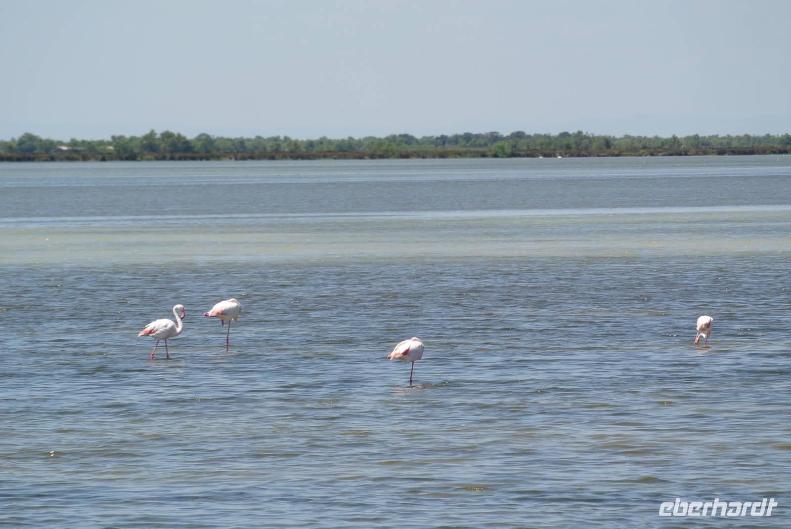 Flamingos in Saintes-Maries-de-la-Mer