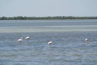 Flamingos in Saintes-Maries-de-la-Mer