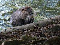 Nutria vom Eifelturm