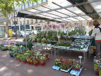 Blumenmarkt in Versailles
