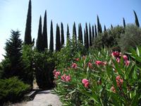 Blühender Parkplatz bei Carcassonne