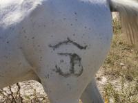 Brandzeichen Pferd der Camargue 