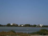 Flamingos Camargue 
