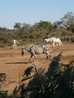 Pferde Camargue 