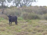 Stier Camargue 