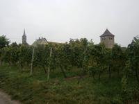 Blick von den Weinfeldern auf Dambach la Ville