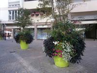 Überall in der Stadt Blumen und Pflanzen