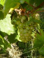 Chardonnay-Traube