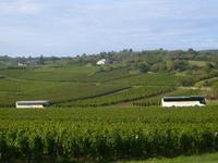 die Busse fahren durch die Kalksandsteinhügel des Weinanbaugebietes