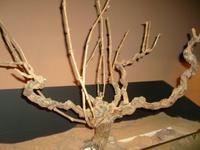 Weinstock wie gewachsen