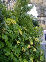 Feigenbaum im Vordergrund