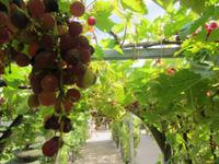 Im Schlosspark von Villandry