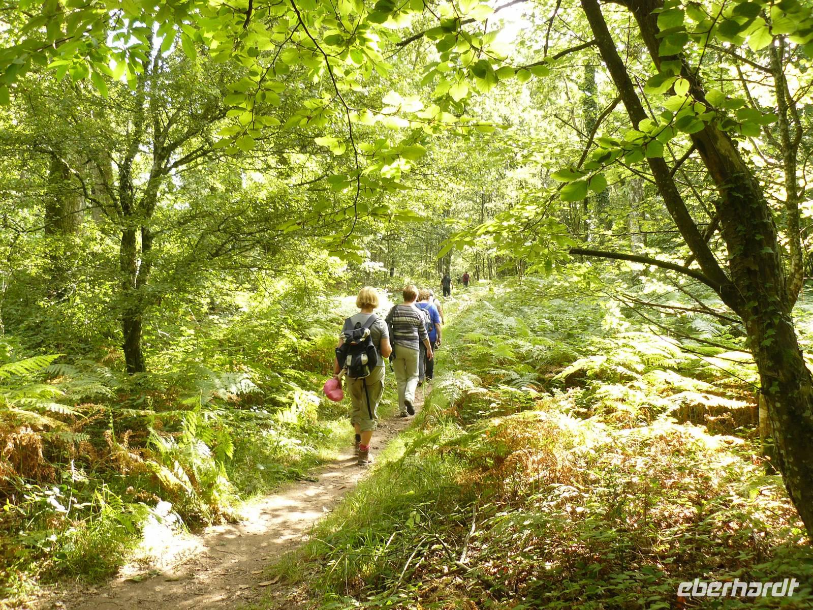 Wanderung durch den Wald der Brocéliande