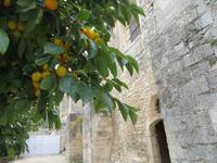 Khakibaum in St. Paul