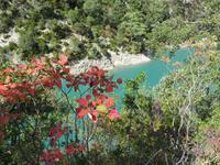 Verdon mit Perückenstrauch