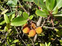 Am Cap Corse - Erdbeerbaum