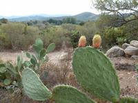 Agriates-Wüste - Kakteengewächse  - Opuntien