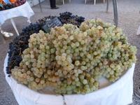 Ostriconi - frische Trauben