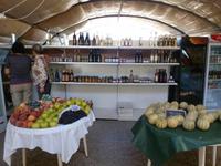 Ostriconi -  Frische Ernte