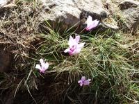 In der Calanche - Alpenveilchen
