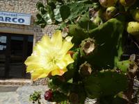 Blüten und Früchte der Opuntien