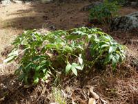 Col de la Bavella - Christrosen