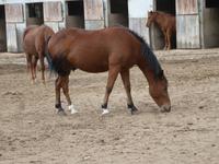 Alta Rocca - Gestüt