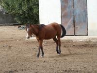 Alta Rocca - Gestüt