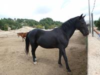 Alta Rocca - Gestüt