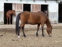 Alta Rocca - Gestüt