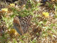 Alta Rocca - Impessionen