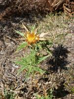 Alta Rocca - Impessionen