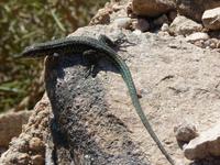 Forêt de l'Ospédale