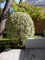 St. Paule de Vence, Maeght Foundation