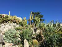 442Jardin Exotique von Èze