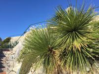 446Jardin Exotique von Èze