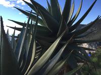 464Jardin Exotique von Èze