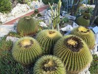 465Jardin Exotique von Èze