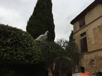 061Die Taube - La Colombe von 