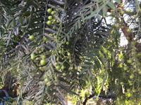 340Pfefferbaum - Poivre Faux