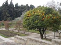 Nizza - Garten in Cimiez