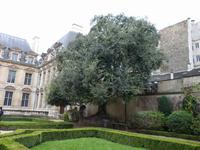 Hôtel de Sully - Innenhof mit Steineiche