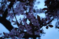 Kirchblüten im Morgengrauen